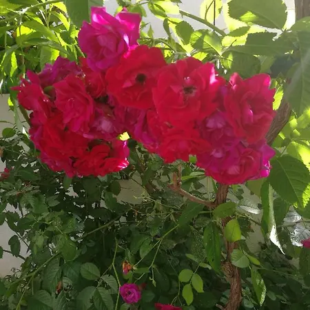 Apartament Vila Nada Borik Zadar